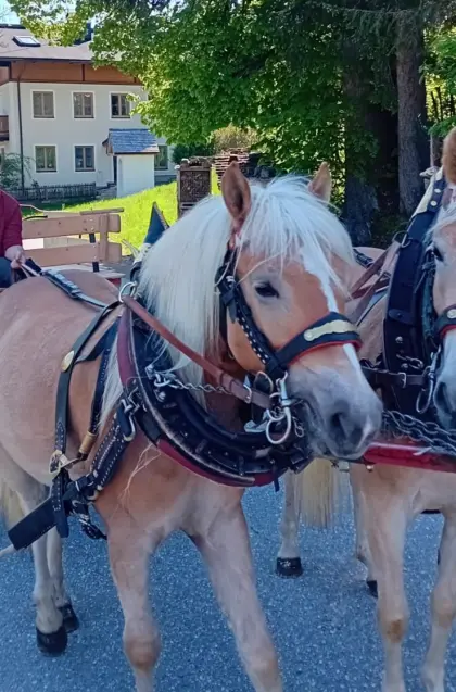 Haflinger-Hengst