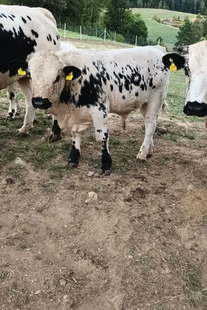 Pustertaler