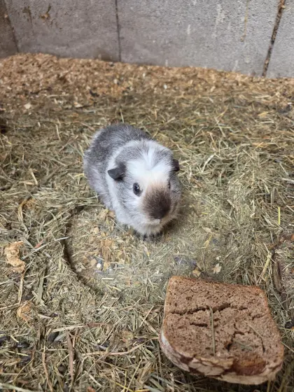Meerschweinchen zu verschenken