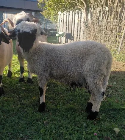 Walliser Schwarznasen Widder