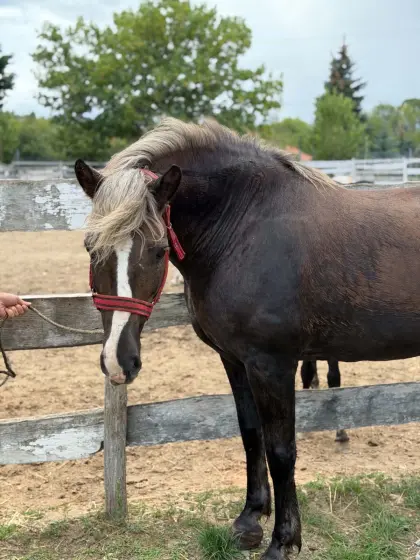 11-jähriger Haflinger-Mix-Wallach