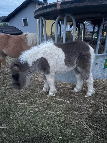 Ponys abzugeben