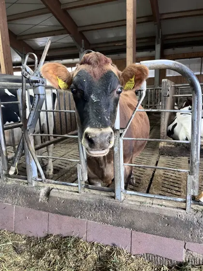 Bio-Jersey-Kalbinnen