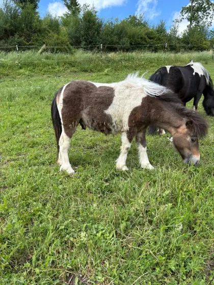 Ponyhengst abzugeben