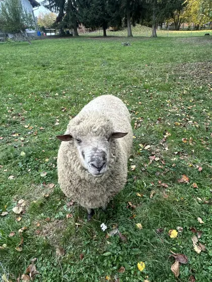 Shropshire