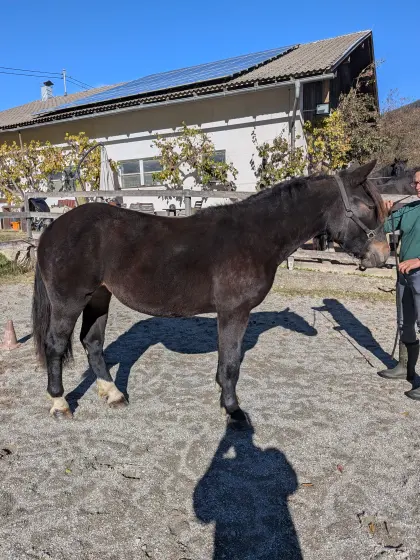 Dunkelbraune Norikerstute