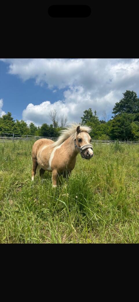 Mini-Shetty zu verkaufen