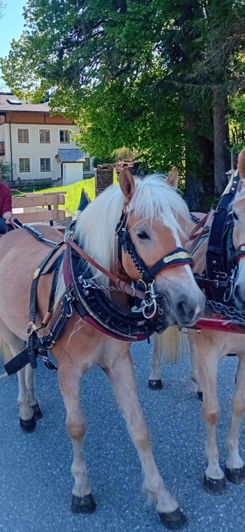 Haflinger-Hengst