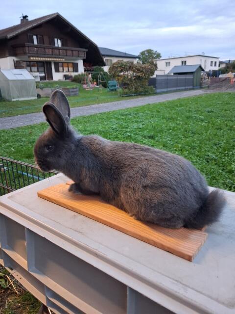 Blaue Wiener Häsin