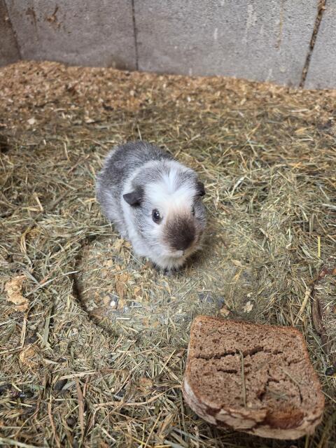 Meerschweinchen zu verschenken