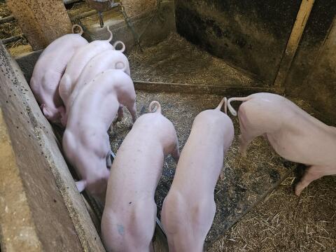 Schöne Ferkel