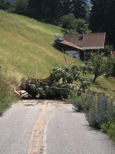 Biete Forstarbeiten im Raum Osttirol/Oberkärnten
