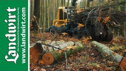 Holz - das Naturtalent