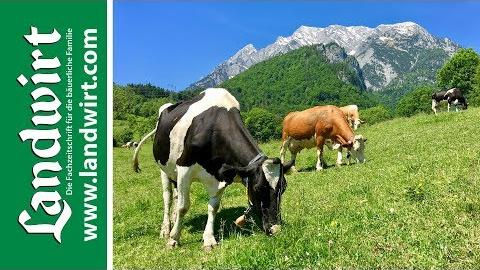 Weidezaun für Rinder
