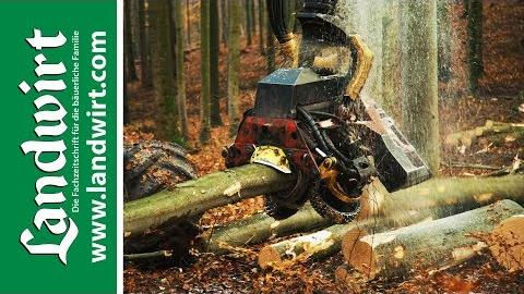 Holz - ein wahres Energiebündel