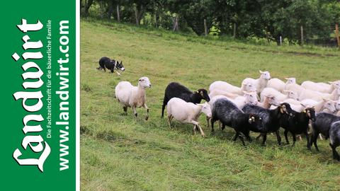 Hütehunde im Praxiseinsatz
