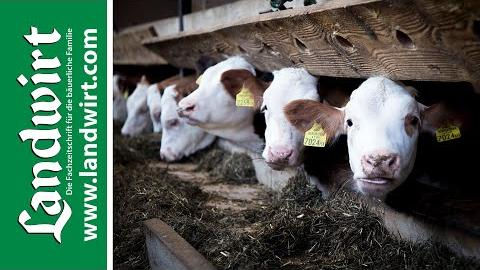 Kälberaufzucht mit dem richtigen Futter