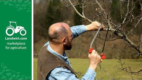 Obstbäume richtig schneiden