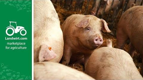 Richtige Fütterung in der Schweinemast