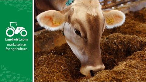 Die richtige Ration für Trockensteher