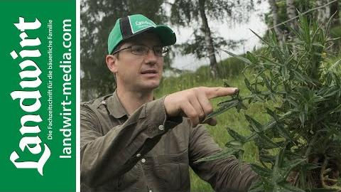 Disteln erfolgreich bekämpfen