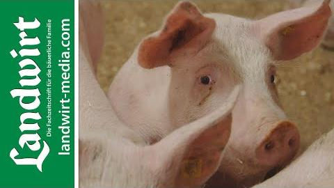 Kot-Harn-Trennung im Schweinestall