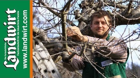 Baumschnitt - So wird es gemacht