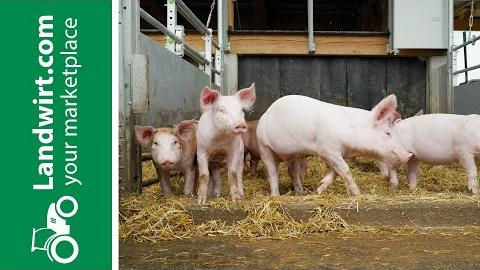Bräuer Tierwohl-Schweineställe