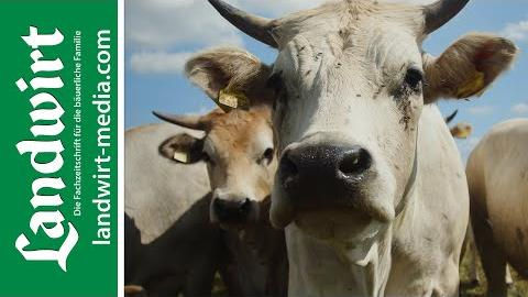 Mit Mob Grazing gegen die Trockenheit | landwirt-media.com