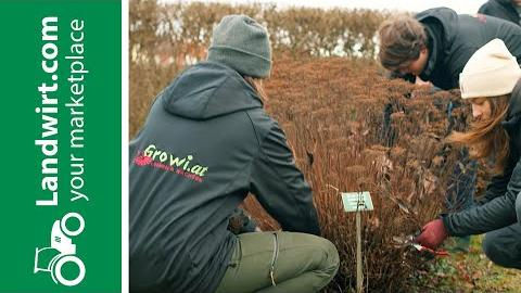 Schnitt von Ziergehölzen | landwirt.com