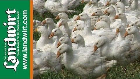 Weidegänse am Betrieb Grundtner