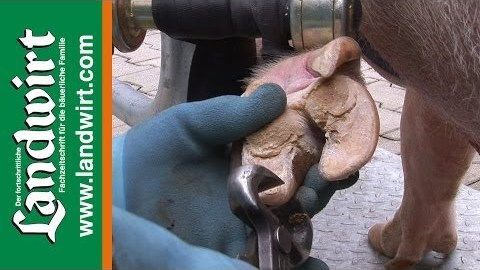 Klauengesundheit beim Schwein