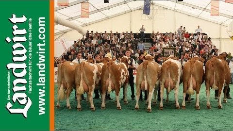 105 Jahre Tiroler Fleckvieh