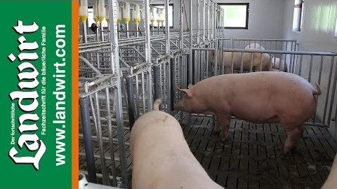 Gruppenhaltung mit Pendeltüren