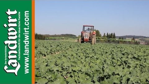 Raps Bestandsführung im Herbst