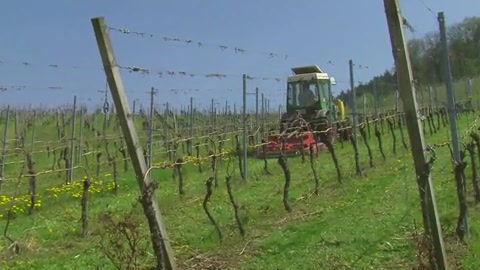 Die Arbeiten im Weinberg - Frühjahr