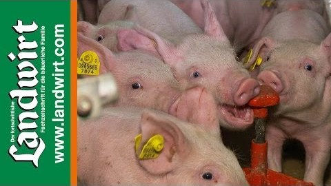 Homöopathie im Schweinestall
