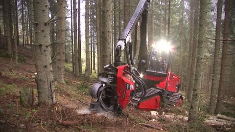 Waldfieber 2 - Zeit für Waldarbeit