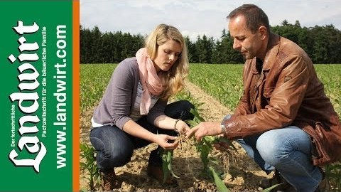 Bodenbearbeitung bei Mais