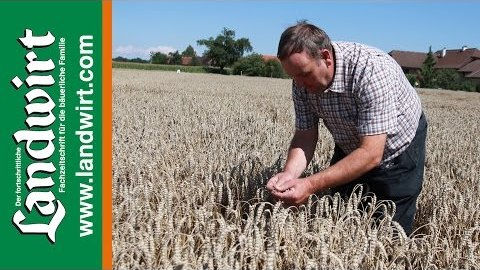 Saatstärke bei Weizen reduzieren - Ertrag halten