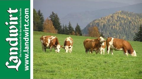 Weidehaltung im Herbst