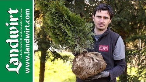 Bäume und Sträucher pflanzen