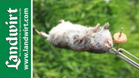 Wühlmäuse fangen
