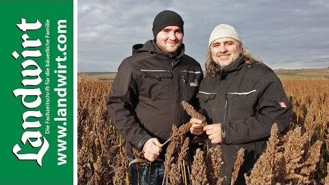 Schweine mit Hirse füttern