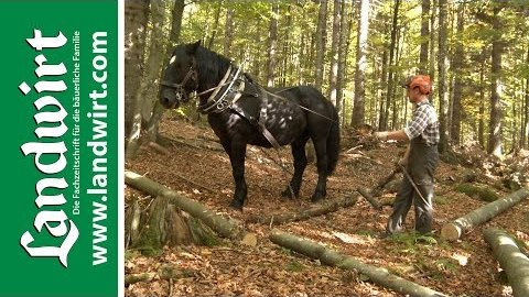 Holz rücken mit Pferden