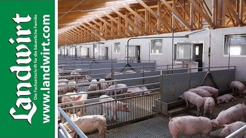 Tiergerechte Stallkonzepte für Schweine