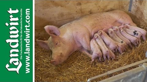 Bio Schweinestall - Teil 1