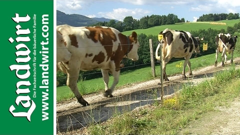 Weide Triebwege für Rinder