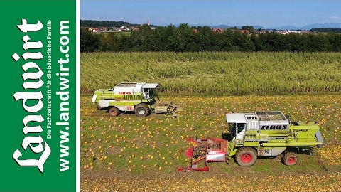 Kürbisernte mit Claas Mähdrescher