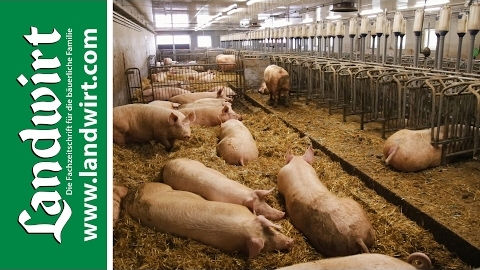 Stallbau für Schweineställe